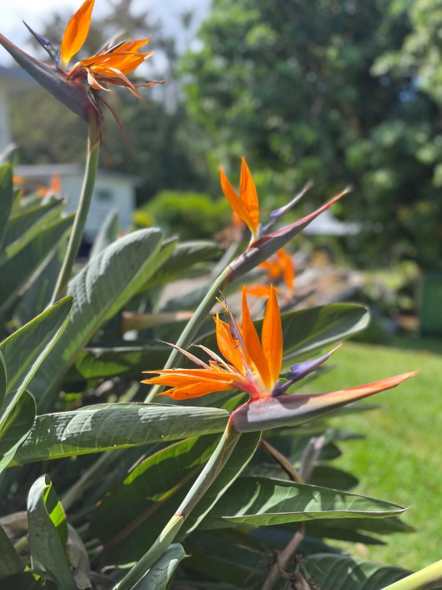 Douceur Du Sud Villa Le Tampon Buitenkant foto