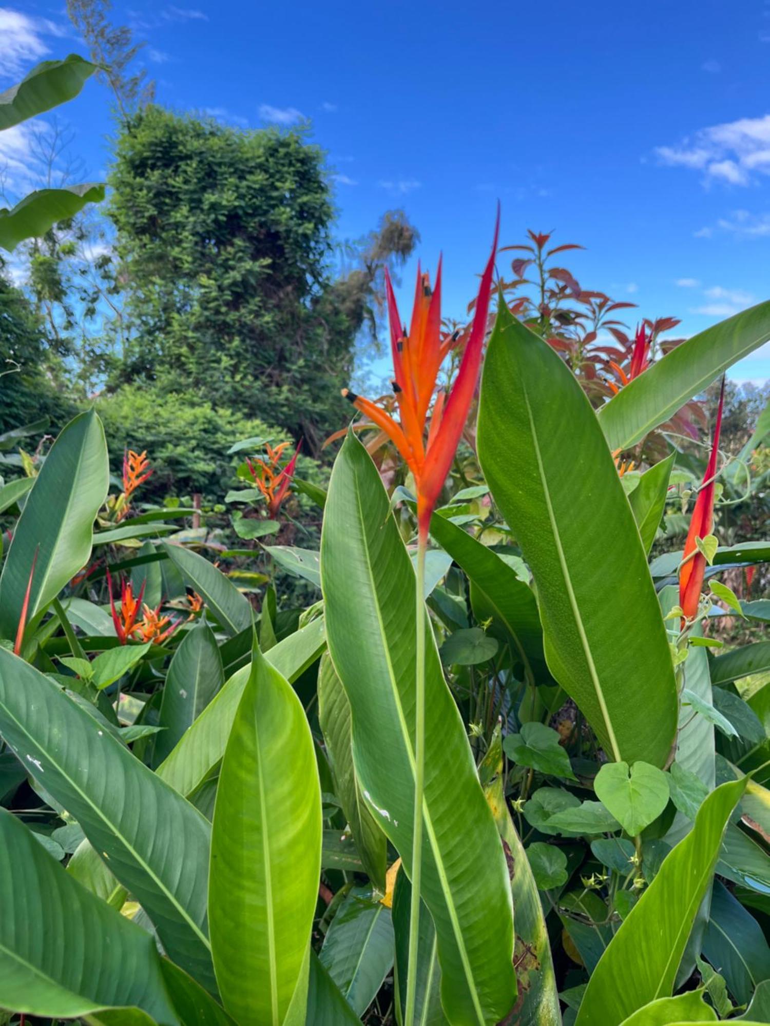 Douceur Du Sud Villa Le Tampon Buitenkant foto